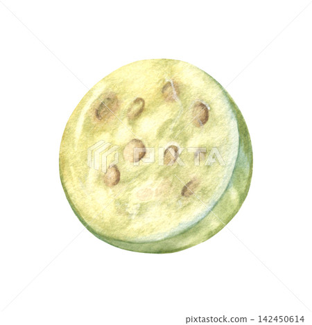 Piece of green gooseberry. Hand-painted watercolor illustration isolated on white for packaging, branding, food labels, logo, recipes, menu, cookbooks, organic products, gardening, print design Piece of green gooseberry. Hand-painted watercolor illustration isolated on white for packaging, branding, food labels, logo, recipes, menu, cookbooks, organic products, gardening, print design 142450614