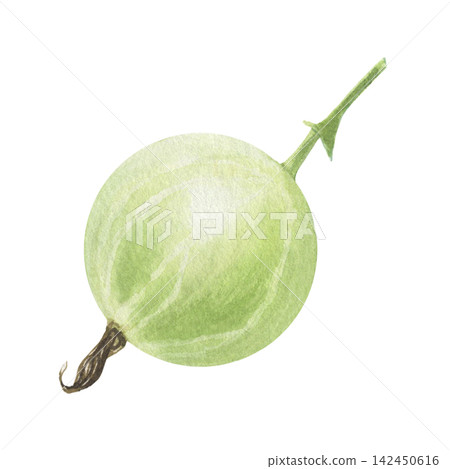 Green gooseberry. Hand-painted watercolor illustration isolated on white background for packaging, branding, food labels, logo, recipes, menu, cookbooks, organic products, gardening, print design Green gooseberry. Hand-painted watercolor illustration isolated on white background for packaging, branding, food labels, logo, recipes, menu, cookbooks, organic products, gardening, print design 142450616