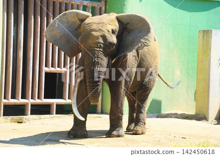 A rare forest elephant named "Dai" with a magnificent single tusk (Asa Zoological Park) A rare forest elephant named "Dai" with a magnificent single tusk (Asa Zoological Park) 142450618