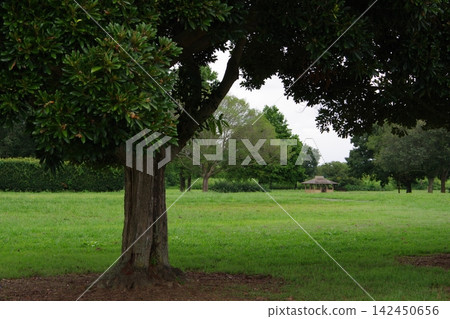 公園與綠色 142450656