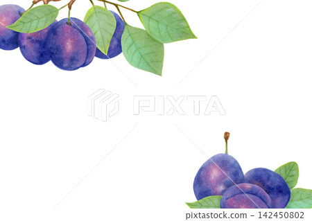 Horizontal frame with plums and leaves. Botanical watercolor illustration. Harvest and berry production. Hand-drawn isolated art. Fruit image for a postcard, food packaging or juice packaging. 142450802