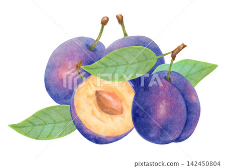 Composition of a whole plum, half, leaf. Purple berry fruit. Botanical watercolor illustration. Harvest, production. Hand-drawn isolated art. Suitable for kitchen towels or packaging for food, juices. 142450804