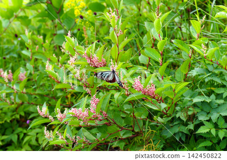 A chestnut tiger butterfly sipping nectar from a Spiraea salicifolia flower. A chestnut tiger butterfly sipping nectar from a Spiraea salicifolia flower. 142450822