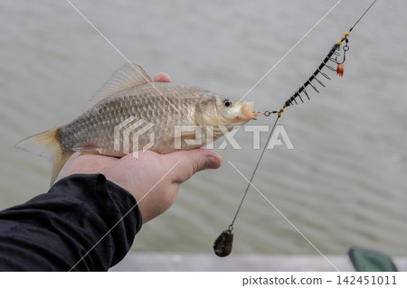 Angler showing a captured crucian carp hanging from a feeder tackle setup with a lead weight on a wooden pier by the lake, capturing a successful outdoor hobby moment during a sunny summer day. Angler showing a captured crucian carp hanging from a feeder tackle setup with a lead weight on a wooden pier by the lake, capturing a successful outdoor hobby moment during a sunny summer day. 142451011