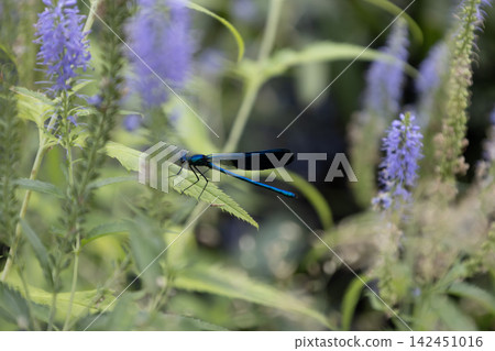 Brilliant metallic blue damselfly resting gracefully on a green leaf surrounded by tall purple wildflowers in a lush meadow, capturing a peaceful summer wildlife moment in nature close up. Brilliant metallic blue damselfly resting gracefully on a green leaf surrounded by tall purple wildflowers in a lush meadow, capturing a peaceful summer wildlife moment in nature close up. 142451016