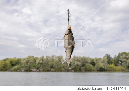 Freshly caught crucian carp hanging on a metal fish hook connected to a spring feeder against a blurred natural background of trees and sky during a bright daylight fishing session. Freshly caught crucian carp hanging on a metal fish hook connected to a spring feeder against a blurred natural background of trees and sky during a bright daylight fishing session. 142451024