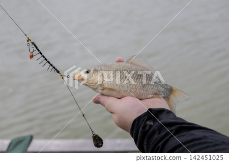 Angler showing a captured crucian carp hanging from a feeder tackle setup with a lead weight on a wooden pier by the lake, capturing a successful outdoor hobby moment during a sunny summer day. Angler showing a captured crucian carp hanging from a feeder tackle setup with a lead weight on a wooden pier by the lake, capturing a successful outdoor hobby moment during a sunny summer day. 142451025