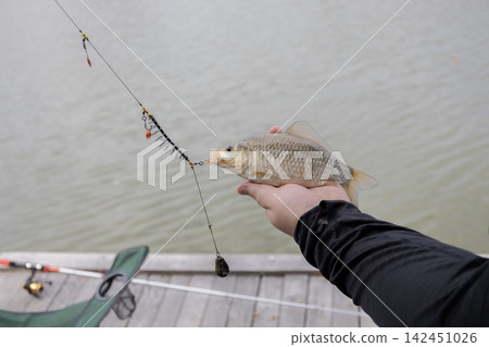 Angler showing a captured crucian carp hanging from a feeder tackle setup with a lead weight on a wooden pier by the lake, capturing a successful outdoor hobby moment during a sunny summer day. Angler showing a captured crucian carp hanging from a feeder tackle setup with a lead weight on a wooden pier by the lake, capturing a successful outdoor hobby moment during a sunny summer day. 142451026