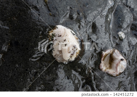 Wet volcanic rock texture with embedded agate and geological mineral formations 142451272