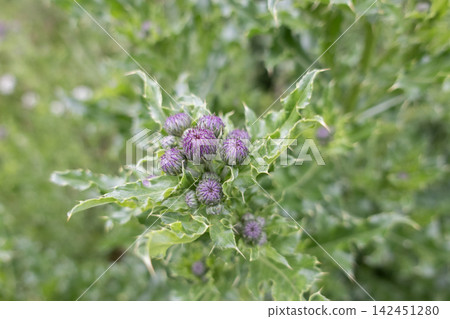 Thistle buds showing purple flowers among green spiky leaves in a natural environment Thistle buds showing purple flowers among green spiky leaves in a natural environment 142451280