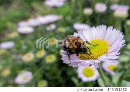 Bumblebee collecting nectar and pollen from a seaside daisy flower Bumblebee collecting nectar and pollen from a seaside daisy flower 142451282