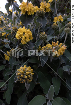 Jerusalem sage plant showcasing yellow flowers and green leaves in a garden Jerusalem sage plant showcasing yellow flowers and green leaves in a garden 142451283