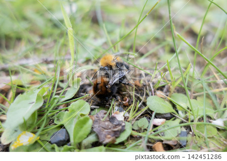 Bumblebees are mating on green grass, showing insect reproduction in wildlife 142451286