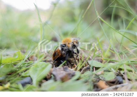 Bumblebees mating on ground in green grass Bumblebees mating on ground in green grass 142451287