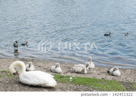 Swan family resting on lake shore Swan family resting on lake shore 142451322