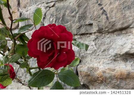 Red rose blooming against a stone wall Red rose blooming against a stone wall 142451328