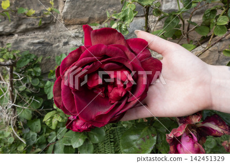Hand gently holding vibrant red rose blooming in garden Hand gently holding vibrant red rose blooming in garden 142451329