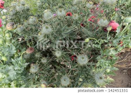 Thistles growing in garden with poppies and other green plants Thistles growing in garden with poppies and other green plants 142451331