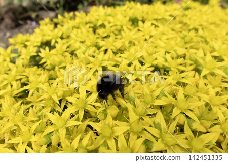 Bumblebee collecting nectar and pollen from bright yellow stonecrop flowers Bumblebee collecting nectar and pollen from bright yellow stonecrop flowers 142451335