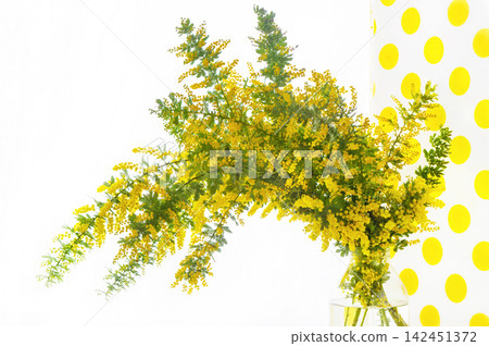A polka-dot background and a vase filled with blooming mimosa flowers. A polka-dot background and a vase filled with blooming mimosa flowers. 142451372
