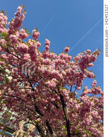 Beautiful cherry flowers and blue sky. Spring in Amsterdam Netherlands Beautiful cherry flowers and blue sky. Spring in Amsterdam Netherlands 142451527