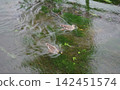 duck swimming in the river 142451574