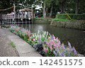 A flower blooming in a pond 142451575