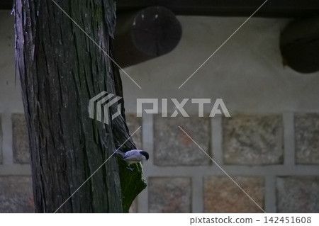 Cute little wild bird sitting on a tree bark in a Korean garden Cute little wild bird sitting on a tree bark in a Korean garden 142451608