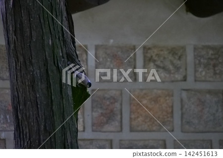 Cute little wild bird sitting on a tree bark in a Korean garden Cute little wild bird sitting on a tree bark in a Korean garden 142451613