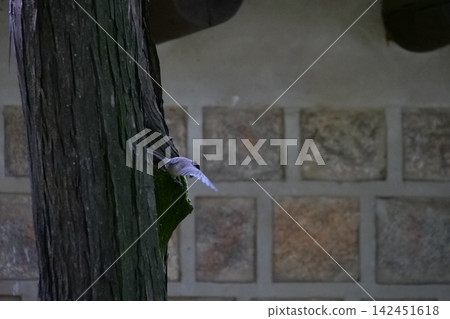 Cute little wild bird sitting on a tree bark in a Korean garden Cute little wild bird sitting on a tree bark in a Korean garden 142451618