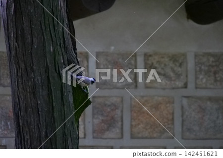 Cute little wild bird sitting on a tree bark in a Korean garden Cute little wild bird sitting on a tree bark in a Korean garden 142451621