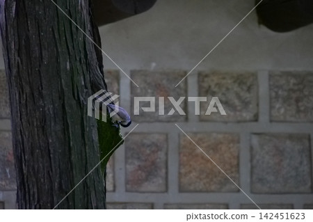 Cute little wild bird sitting on a tree bark in a Korean garden Cute little wild bird sitting on a tree bark in a Korean garden 142451623