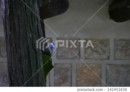 Cute little wild bird sitting on a tree bark in a Korean garden Cute little wild bird sitting on a tree bark in a Korean garden 142451638