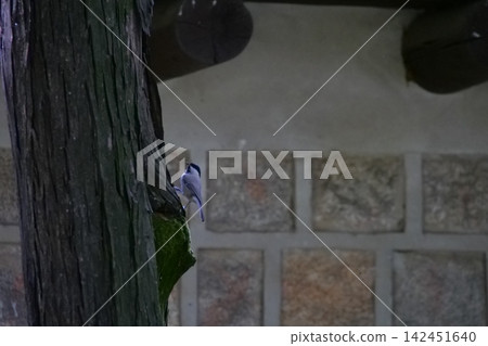 Cute little wild bird sitting on a tree bark in a Korean garden Cute little wild bird sitting on a tree bark in a Korean garden 142451640