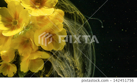 Yellow primrose flowers suspended in swirling liquid with dark background, with flower, primrose, yellow, petal detail Yellow primrose flowers suspended in swirling liquid with dark background, with flower, primrose, yellow, petal detail 142451756