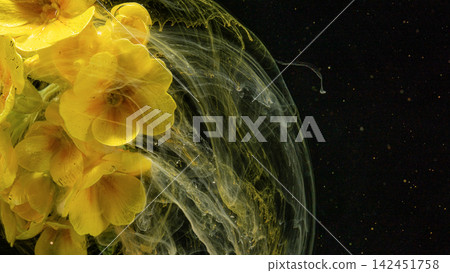 Yellow primrose flowers submerged in swirling ink on dark background with dynamic motion Yellow primrose flowers submerged in swirling ink on dark background with dynamic motion 142451758