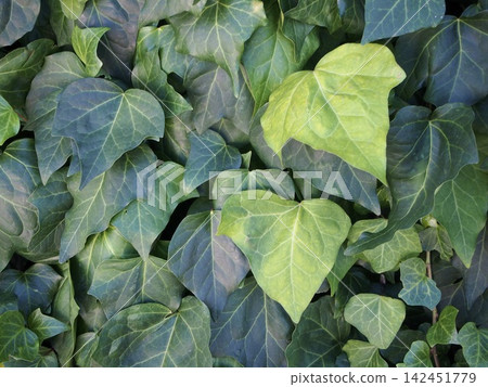 Young ivy leaves 142451779