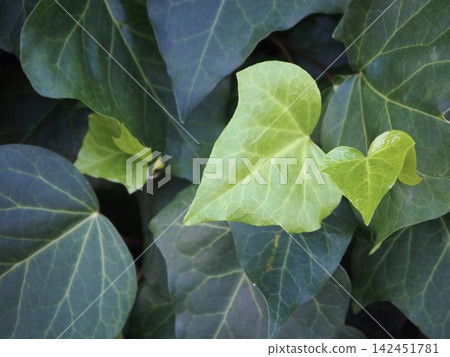 Young ivy leaves Young ivy leaves 142451781