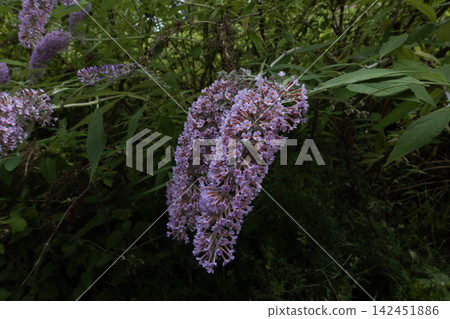 Butterfly bush blooming with delicate purple flowers Butterfly bush blooming with delicate purple flowers 142451886