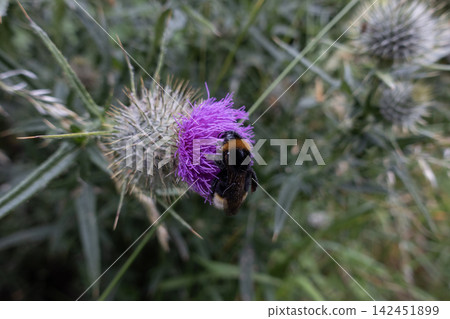 Bumblebee collecting nectar and pollen from a vibrant purple thistle flower in a natural outdoor setting Bumblebee collecting nectar and pollen from a vibrant purple thistle flower in a natural outdoor setting 142451899