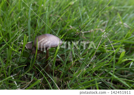 Mushroom growing in green lawn Mushroom growing in green lawn 142451911