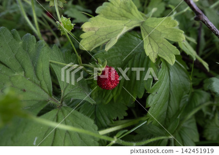 Wild strawberry growing in green forest Wild strawberry growing in green forest 142451919