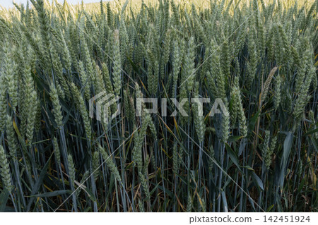 Wheat field with green ears standing tall, representing growth, farming and summer crops Wheat field with green ears standing tall, representing growth, farming and summer crops 142451924