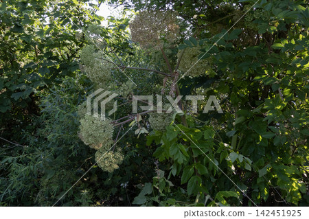 Invasive toxic giant hogweed plant blooms in nature Invasive toxic giant hogweed plant blooms in nature 142451925