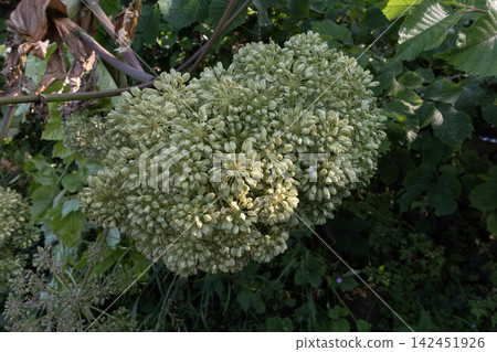 Giant hogweed seeds forming on an invasive toxic plant Giant hogweed seeds forming on an invasive toxic plant 142451926