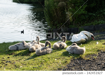 Mute swan family resting on grass by the water Mute swan family resting on grass by the water 142451927