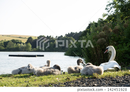 Swan family resting on green shoreline beside a lake Swan family resting on green shoreline beside a lake 142451928