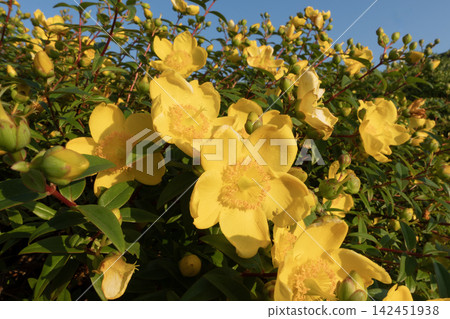 Hypericum patulum shrub blooming with bright yellow flowers under a clear sky Hypericum patulum shrub blooming with bright yellow flowers under a clear sky 142451938