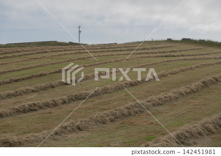 Hay drying in long rows across a farm field ready for harvest on a cloudy day Hay drying in long rows across a farm field ready for harvest on a cloudy day 142451981