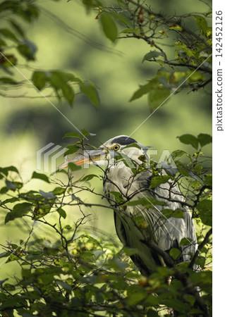 Great Blue Heron in Shakujii Park in Summer Great Blue Heron in Shakujii Park in Summer 142452126